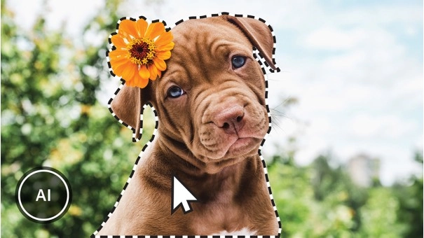 Adobe Photoshop Elements 2023 |  Windows | Meertalig