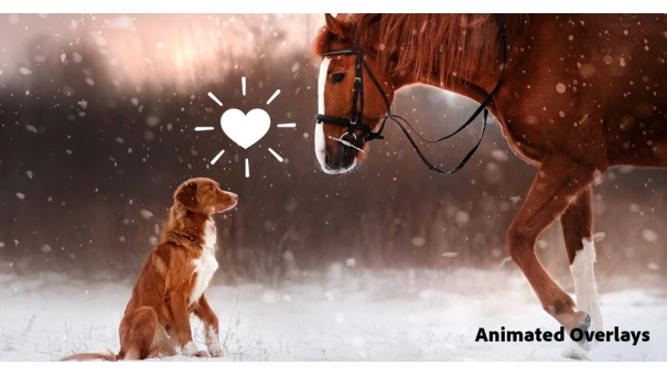 Adobe Photoshop Elements & Premiere Elements 2025 for Windows & MacOS