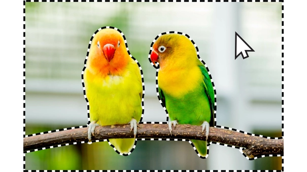 Adobe Photoshop Elements 2024